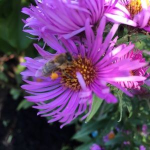 Meet your Posher, Judy